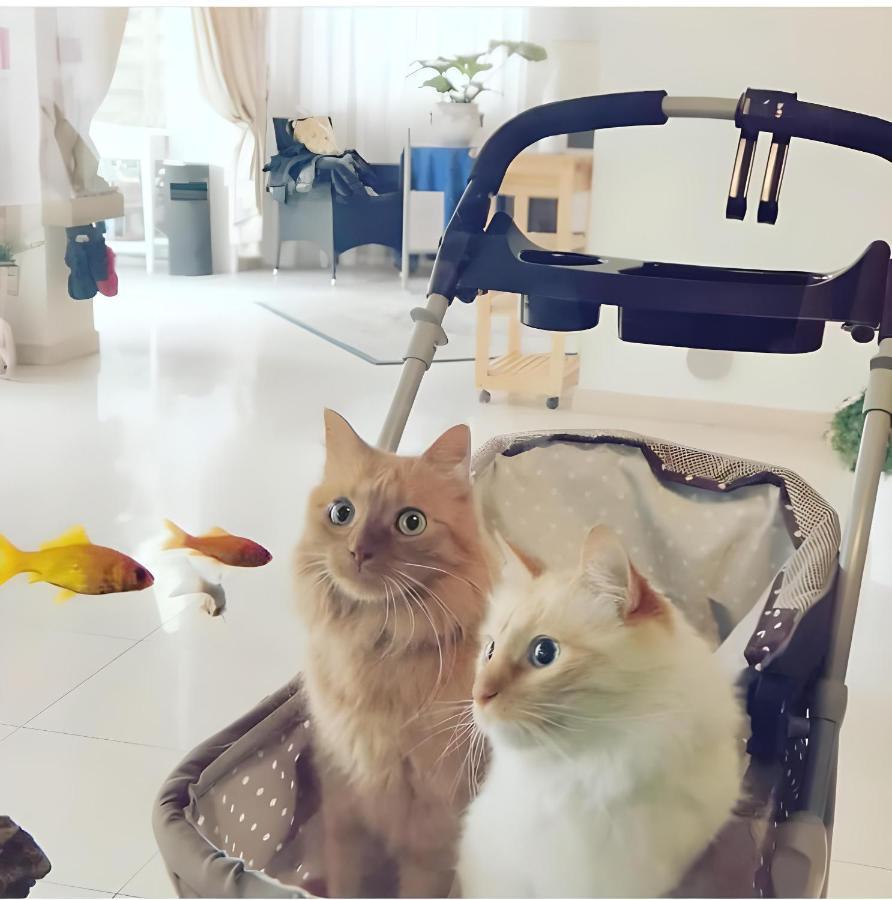 Hotel Il Gatto Rapallo Ngoại thất bức ảnh